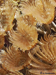 More worms!!!!!!! These Feather Dusters were attached to ... by Steven Anderson 